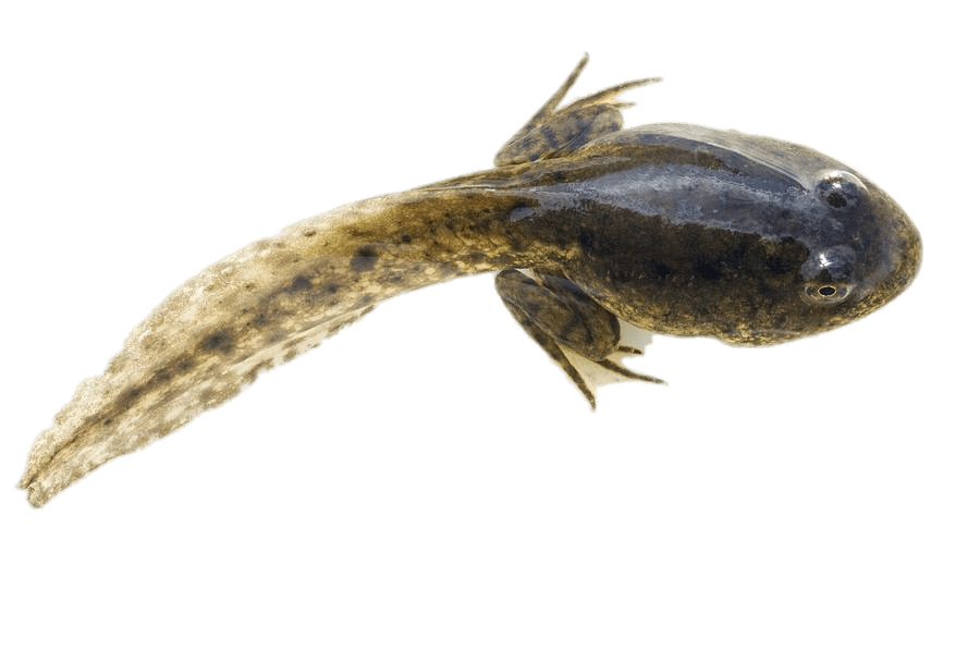 Tadpole With Developed Hind Legs
