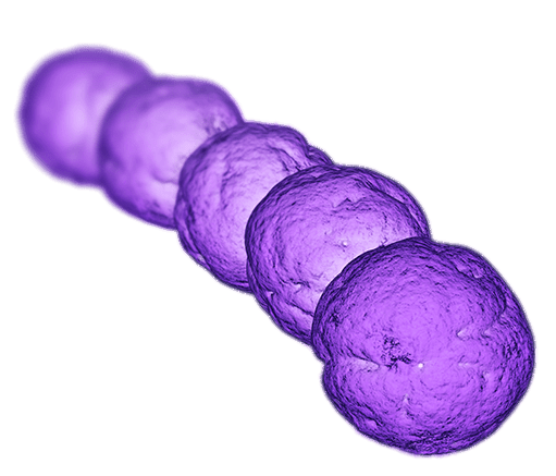 Streptococcus Bacteria
