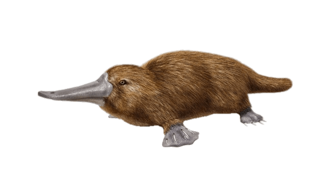 Duck Billed Platypus
