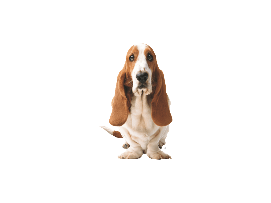 Basset Dog Front