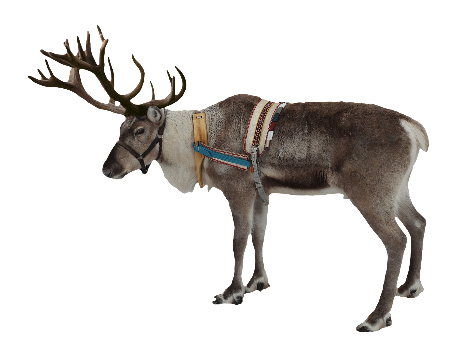 Reindeer Christmas