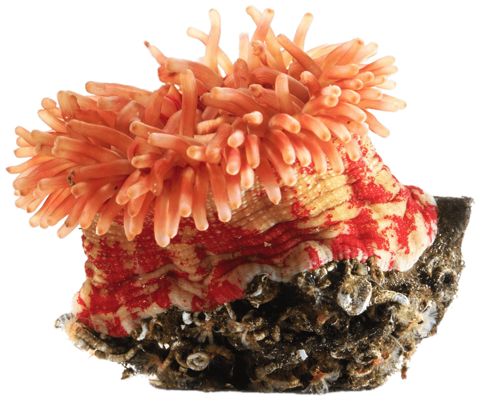 Orange Sea Anemone