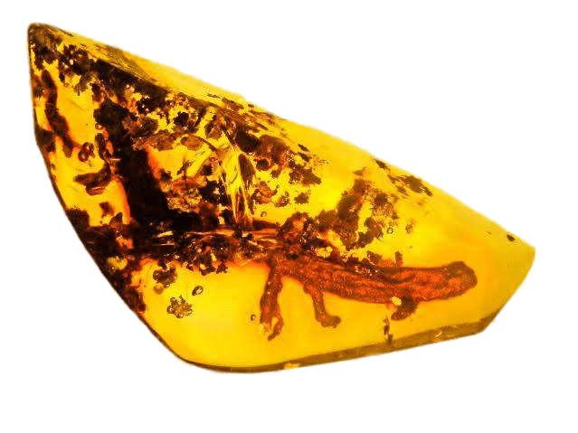 Salamander Trapped In Amber