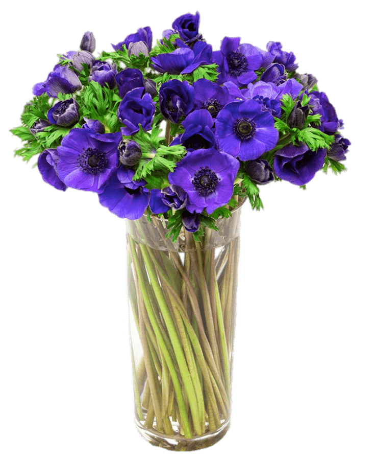 Vase Of Purple Anemones