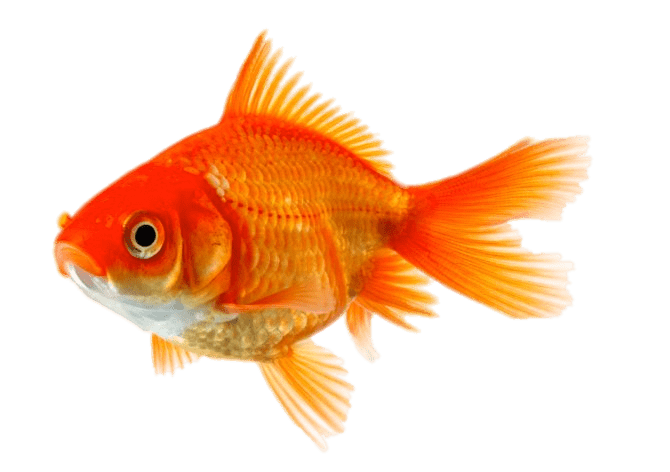 Single Goldfish