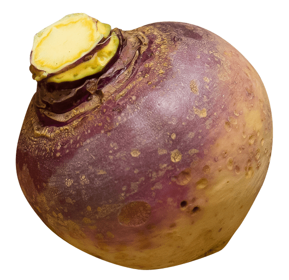 Swedish Turnip