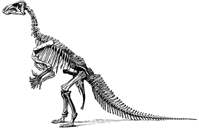 Tyrannosaurus Fossil Skeleton