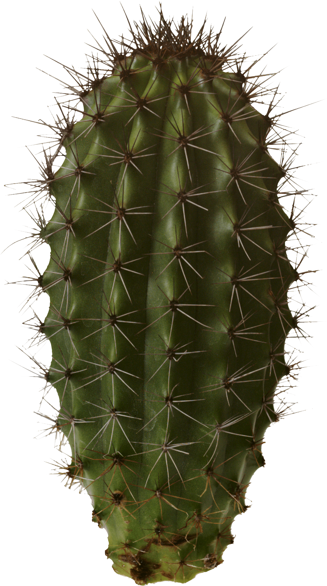 Isolated Cactus