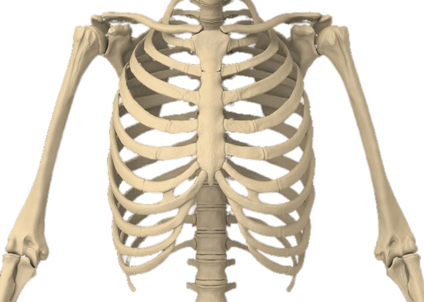 Rib Cage