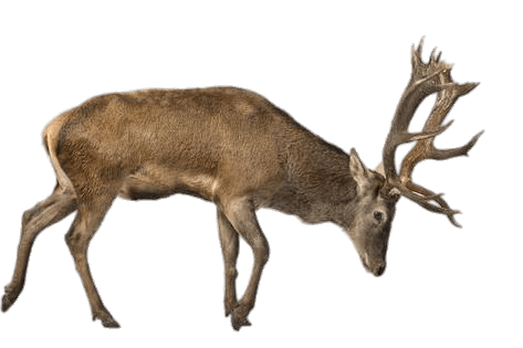 Charging Reindeer (Caribou)