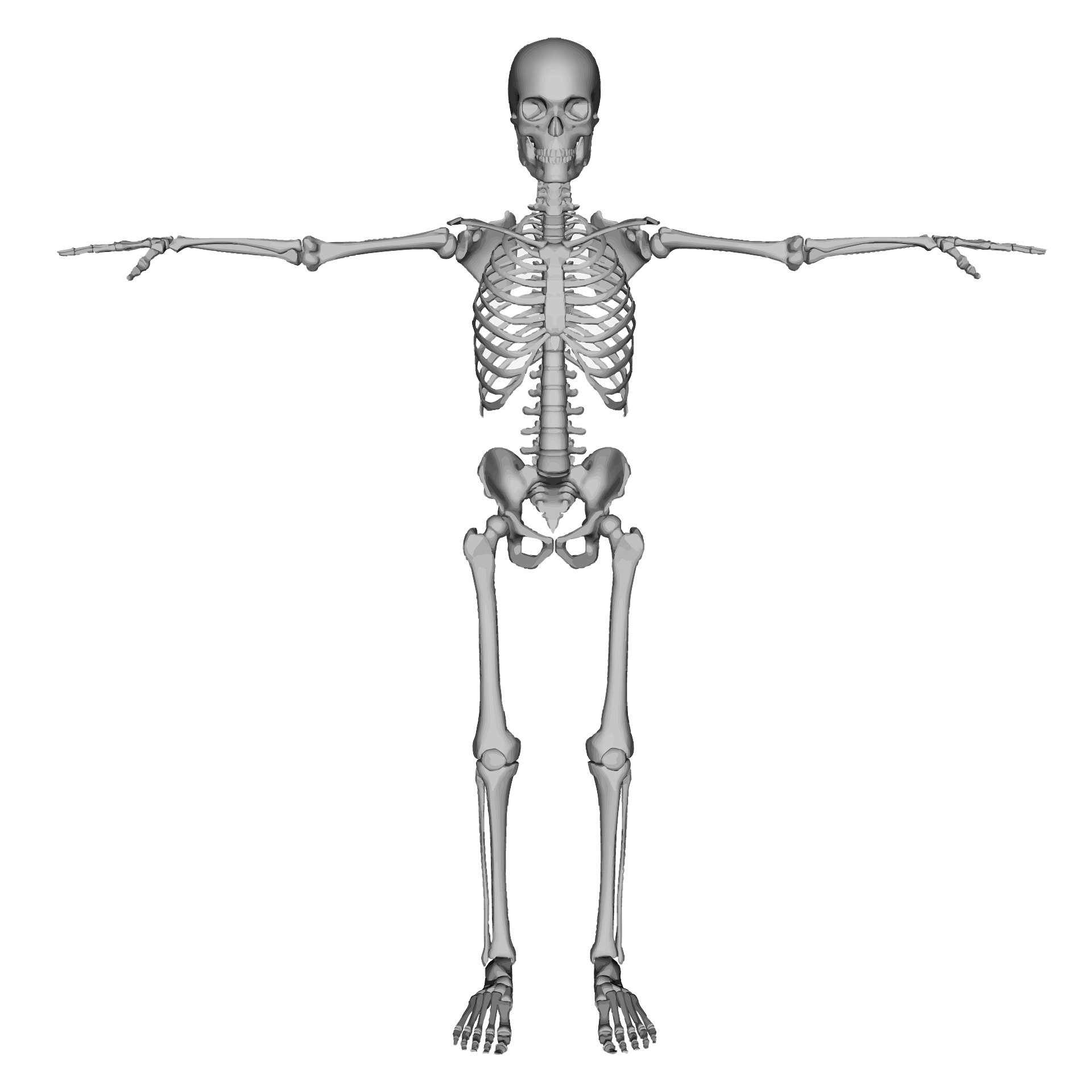 Esqueleto 3D con brazos extendidos