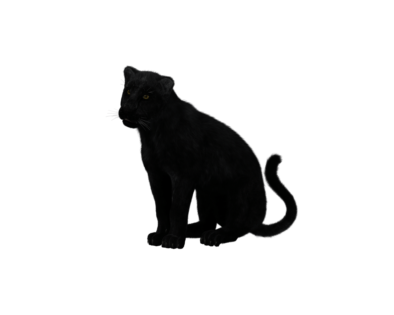 Black Panther Sitting