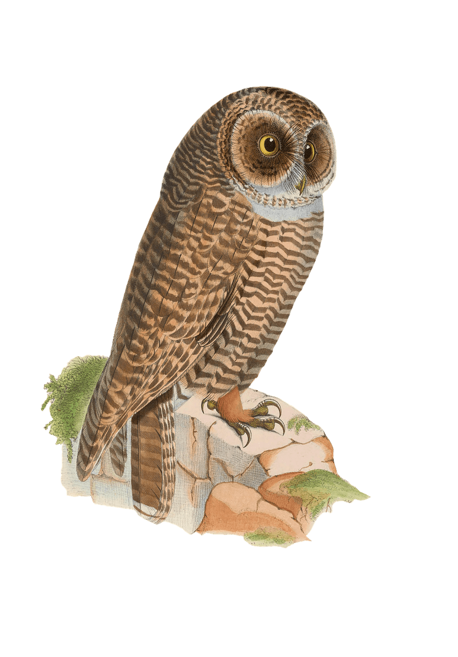 Owl Resting on Rock Drawing