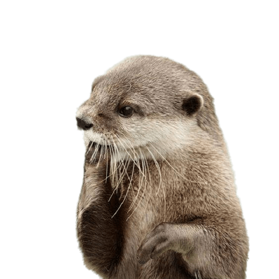 Otter Fingers In Mouth