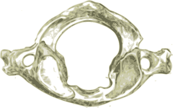 Cervical Vertebra