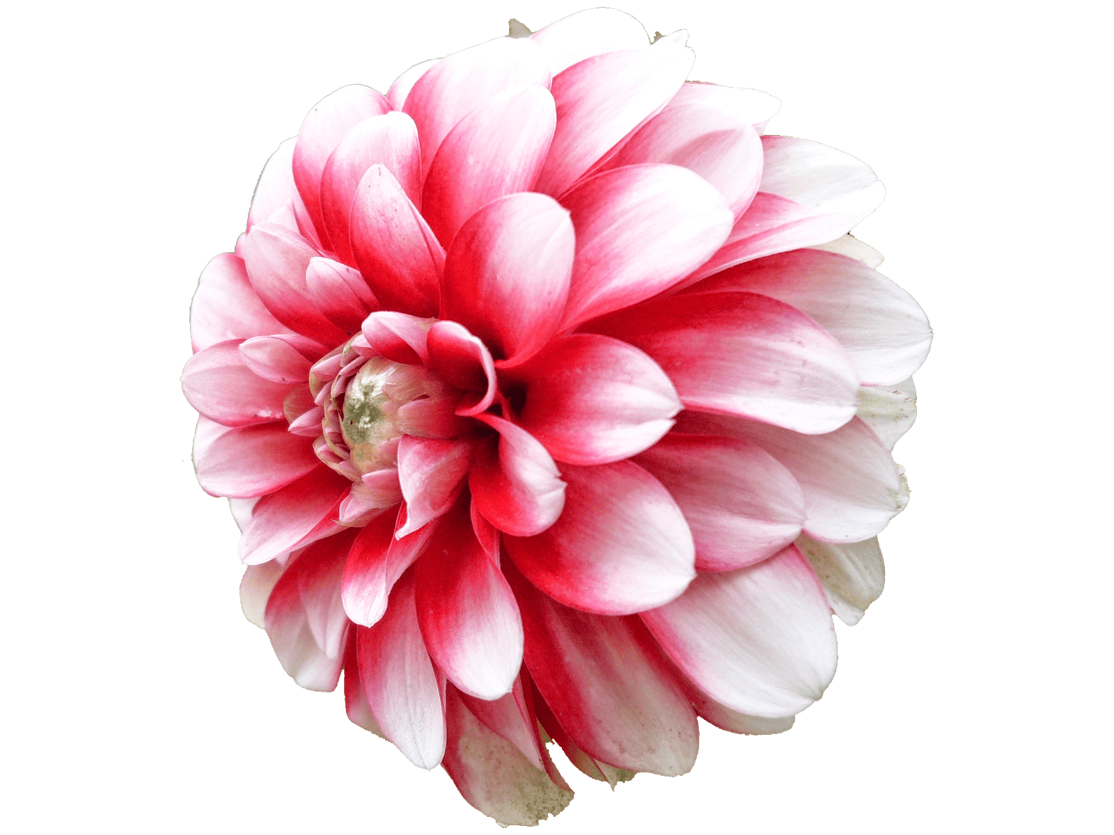 Dahlia White Pink