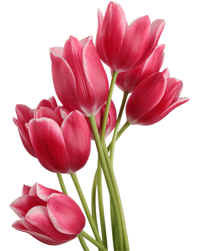 Tulip Bouquet