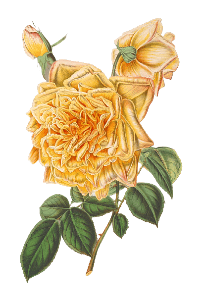 Vintage Yellow Flower Illustration