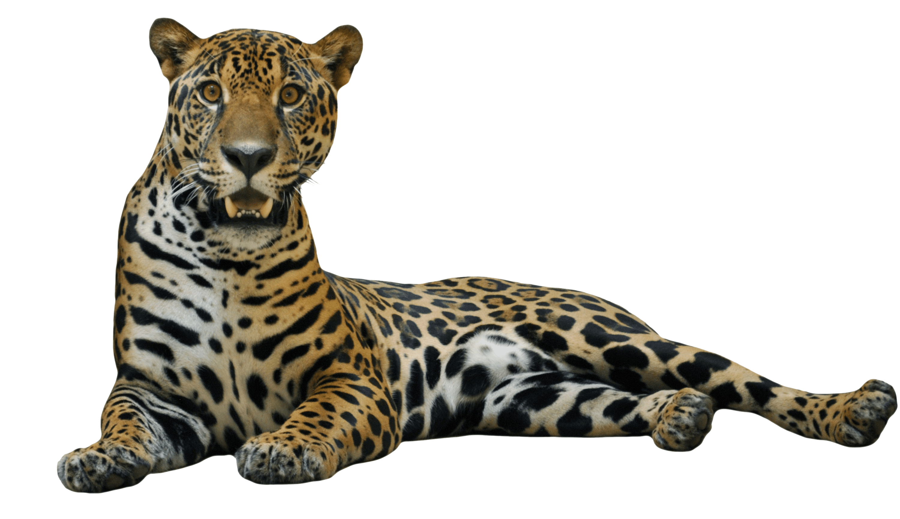 Jaguar Lying Down