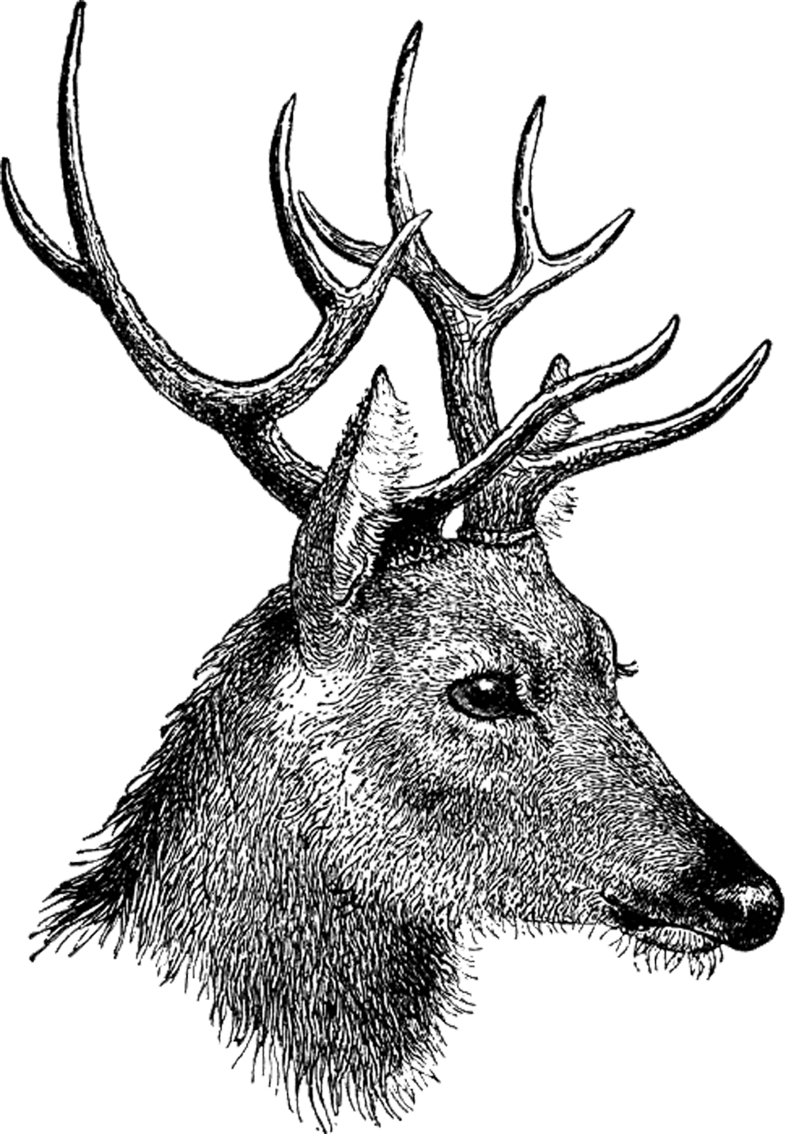 Vintage Deer Head