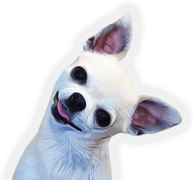 Chihuahua Face Side