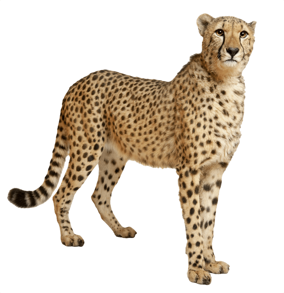 Cheetah Still