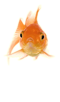 Gold Fish Front