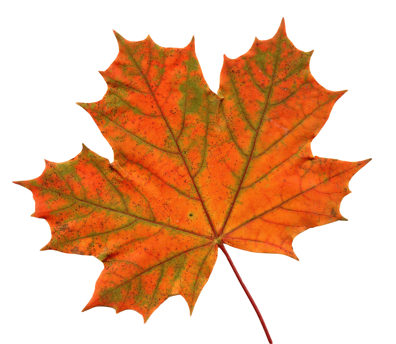 Large Maple Leaf