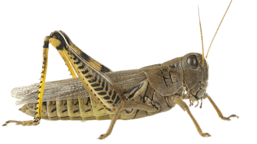 Brown Grasshopper