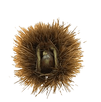 Chestnut In Husk