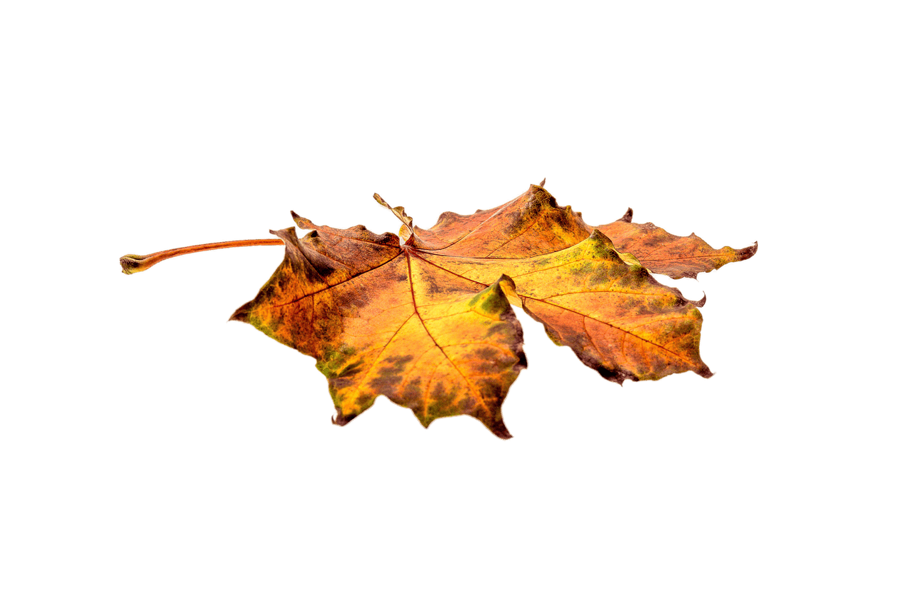 Autumn Flat Leaf