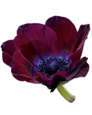 Bordeaux Anemone