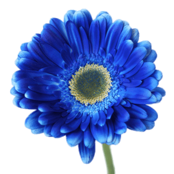 Blue Tinted Gerbera