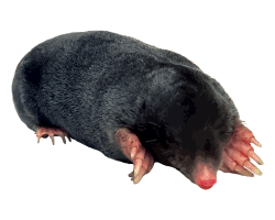 Black Mole