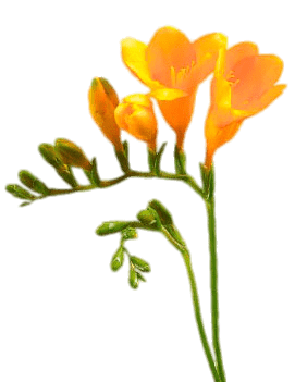 Yellow Freesia