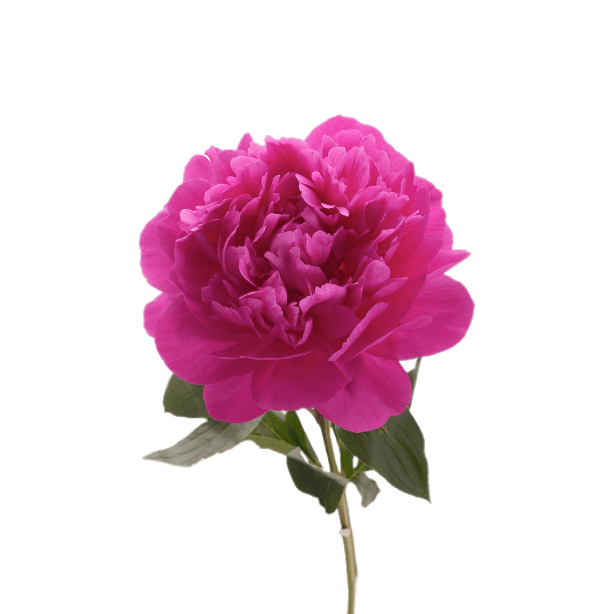 Fuchsia Peony