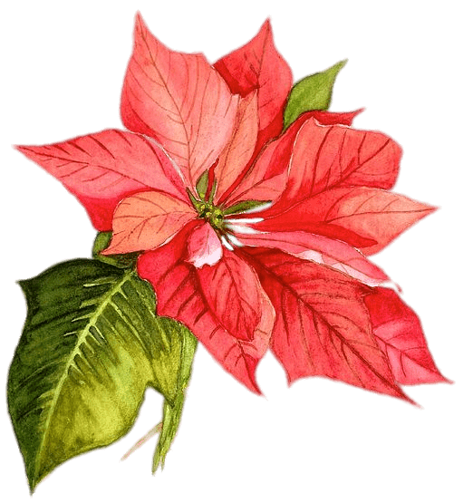 Poinsettia Drawing