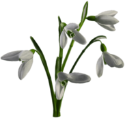 Multiple Snowdrops Flowers