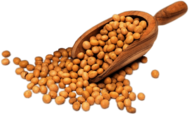 Scoop Of Dried Soybeans