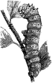 Silkworm on A Branch Illustration