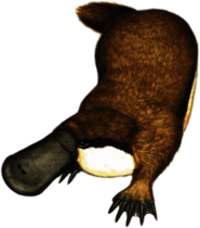 Platypus Illustration