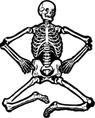 Skeleton with Bent Legs