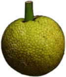 Whole Bread Fruit