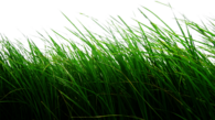 High Grass
