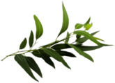 Eucalyptus Twig