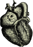 Heart Anatomy Illustration