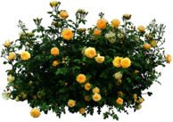 Yellow Roses Bush