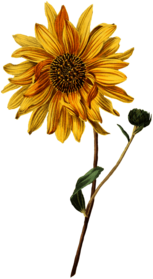 Sunflower and Bud