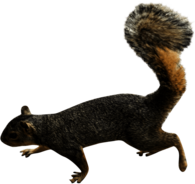 Squirrel Left