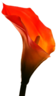 Orange Calla Lily